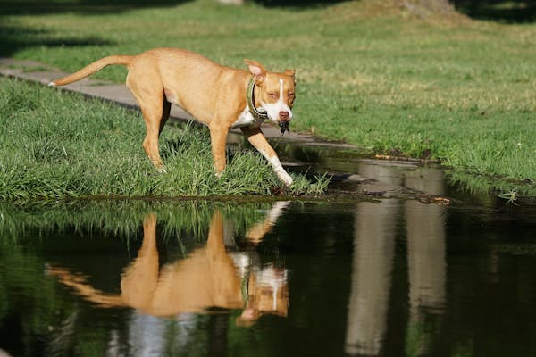 pets products photography